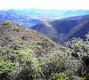 Podocarpus Nationalpark