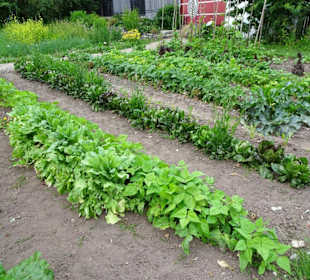 Impressionen aus dem Garten des Bauernmuseums