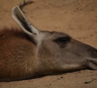 Naturwildpark Granat 