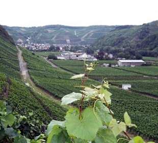 Der Rotwein Rad-/Wanderweg