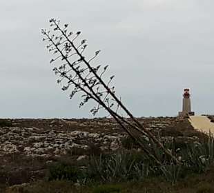 Leuchtturm in der Fortalezza