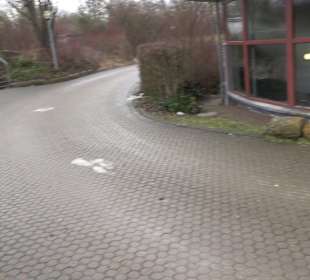 Festhalle Wittumhalle