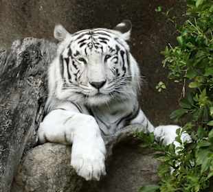 Loro Parque 