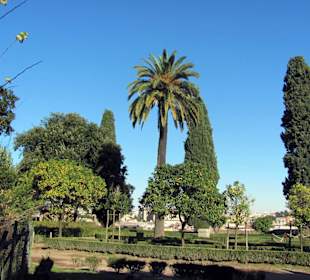 Botanischer Garten mit Orangenbäumchen