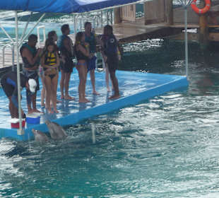 Beim Delphinschwimmen