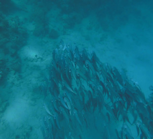 Makrelen am Hausriff