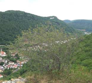 Premiumwanderweg hochgehkeltert Neuffen