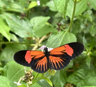 Schmetterling