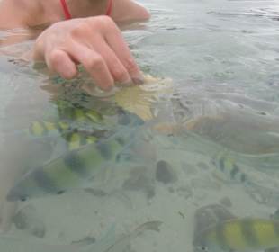 Jede Menge Fische die aus der Hand fraßen