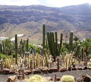 Mannshohe Kakteen