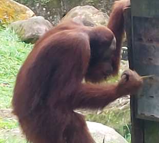 Singapur Zoo