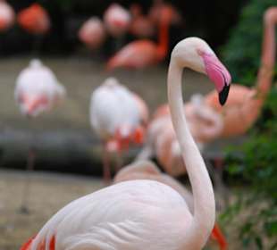 Flamingo