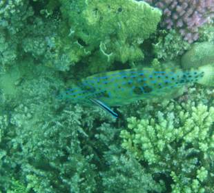 Hausriff Fort Arabesque