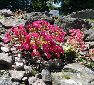 Eindrücke aus dem Rennsteiggarten