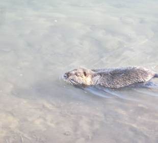 Nutria an der ILL