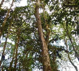 Wanderung durch den Nebelwald/Regenwald