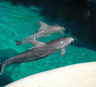 Delfine im Secret Garden