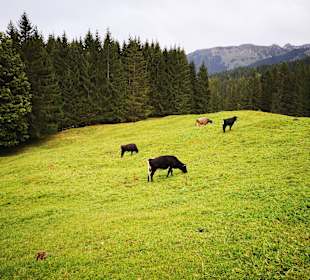 Wandern Hirschegg