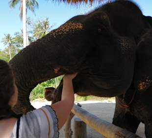 Elefantenreiten Ao Nang