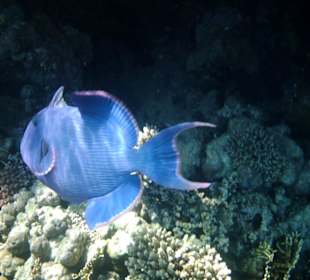 Doktorfisch