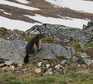 Murmeltier am Glockner