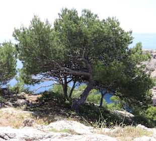 Umgebung Leuchtturm  Cala Ratjada