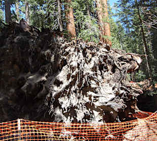 Schon die Wurzeln sind unglaublich