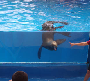 Oasis Park eine Seehund-Show.