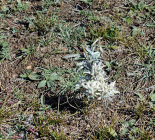 Edelweiss Gorkhi Terelj Nationalpark