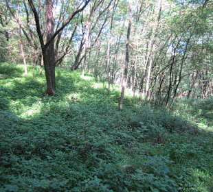 Kleiner Westwallweg bei Schaidt