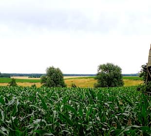 Ausblick Allee von Krummin