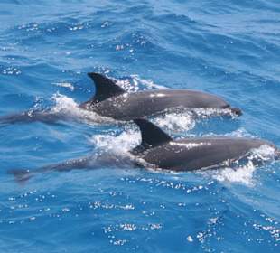 Delfine