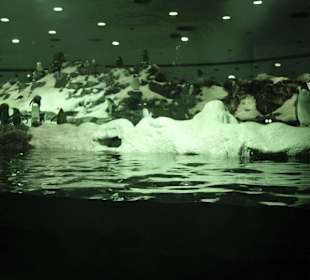 Loro Park - Pinguine