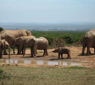 Elefanten im Addo Park