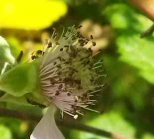 Naturpark S'Albufera