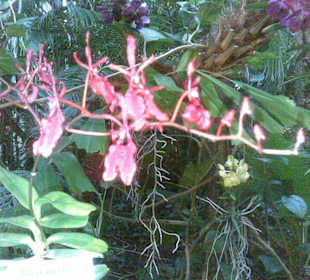 Orchideenausstellung