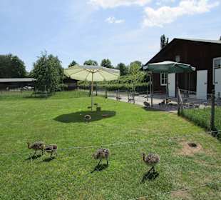 Straußenfarm Mhou Rülzheim