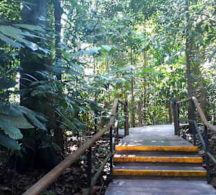 Rainforestwalk