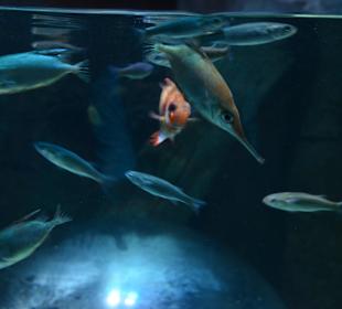 Sea Life