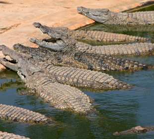 Krokodile in der Krokodilfarm Djerba