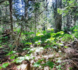 ....schöne Natur und unberührt