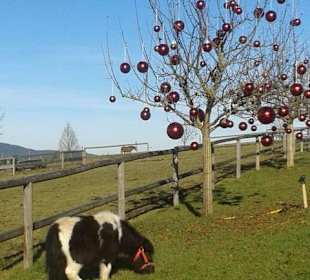 Adventmarkt auf Gut Aiderbichl 2016