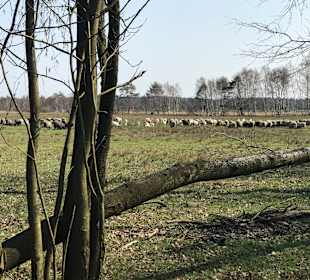 Wandern Schneverdingen