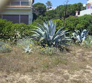 Фотка кактуса