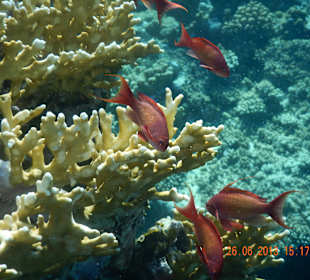 ...Mit Unterwassercam am Hausriff