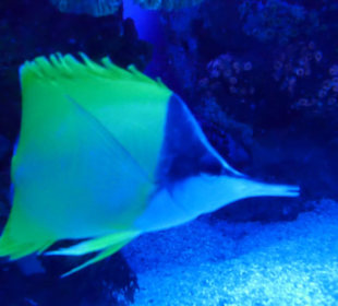 Gleich gibt es den auf der Tafel,nein nicht essbar