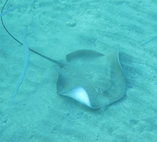 Schnorcheln Marsa Alam
