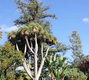 ...großer Drachenbaum..