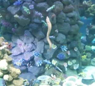 Aquarium