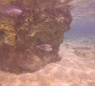 Schnorcheln Sharm el Sheikh